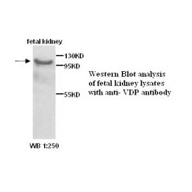  VDP Antibody