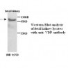 VDP Antibody