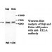 RELA/P65 Antibody