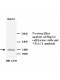 VDAC1 Antibody