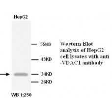 VDAC1 Antibody