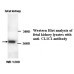  CLIC1 Antibody