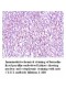  CLIC1 Antibody