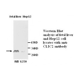  CLIC2 Antibody