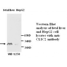  CLIC2 Antibody