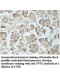  TPTE Antibody