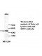 RFP2 Antibody