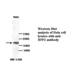 RFP2 Antibody
