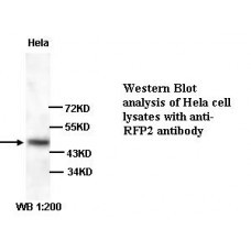 RFP2 Antibody