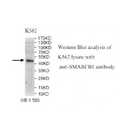 SMARCB1 Antibody