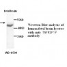 TNFRSF19 Antibody