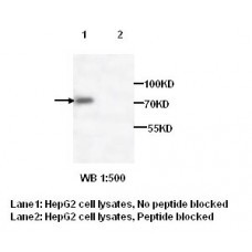  TRAP1 Antibody