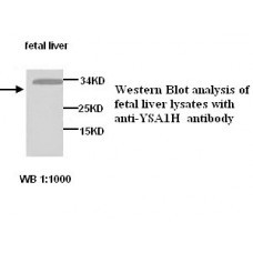  YSA1H Antibody