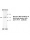  CNTF Antibody