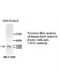  CNN1 Antibody