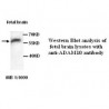 ADAM10 Antibody