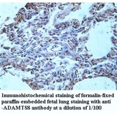 ADAMTS8 Antibody