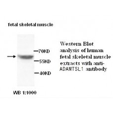 ATL1 Antibody