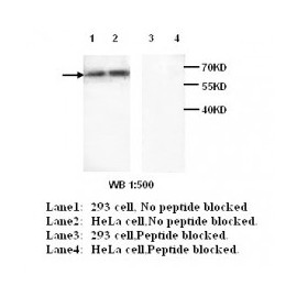 ABCE1 Antibody