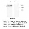 ABCE1 Antibody