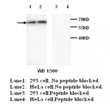 ABCE1 Antibody