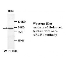 ABCE1 Antibody