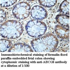 ABCG8 Antibody