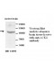 ACK1 Antibody