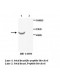 ACTR1B Antibody