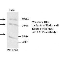 ADAM15 Antibody
