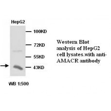 AMACR Antibody