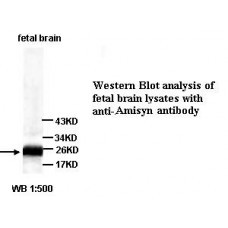 Amisyn Antibody