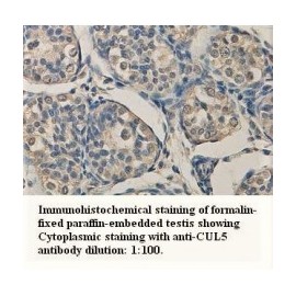 CUL5 Antibody