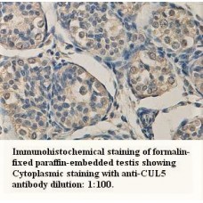 CUL5 Antibody
