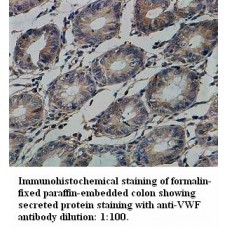 VWF Antibody