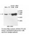 Beta tubulin Antibody
