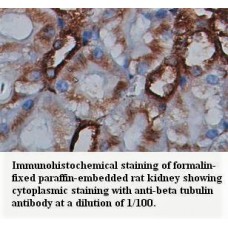 Beta tubulin Antibody