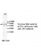 SP1 Antibody