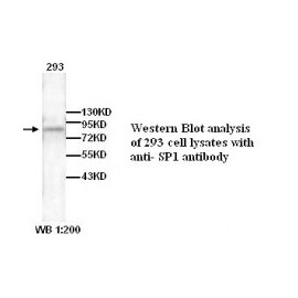 SP1 Antibody