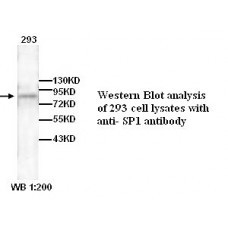 SP1 Antibody
