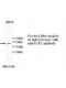 DCP2 Antibody