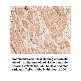CAPG Antibody