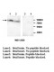 ADCY3 Antibody