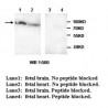 ADCY3 Antibody