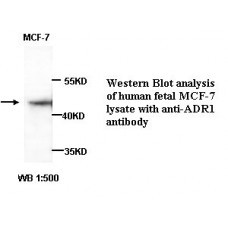 ADIPOR1 Antibody