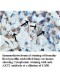 AKT2 Antibody