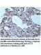 AKT3 Antibody