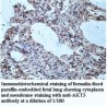 AKT3 Antibody