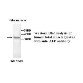 ALP Antibody