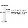 ALP Antibody
